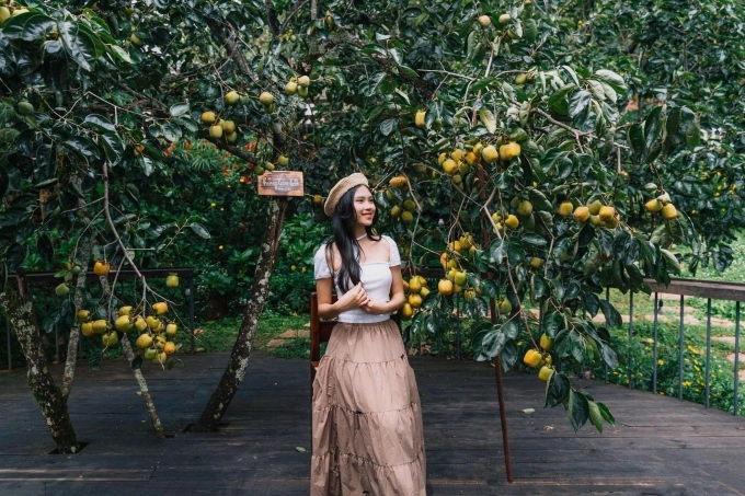 Bốn quán cà phê ngắm hồng chín tại Đà Lạt