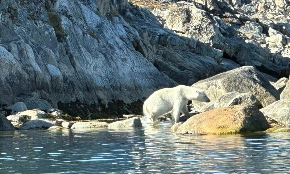 Chi hàng chục nghìn USD xem gấu Bắc Cực, ngắm băng trôi