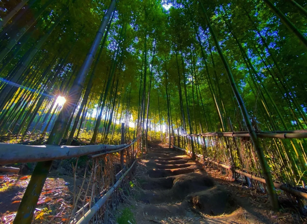 Rừng trúc 'như trong phim' ở Mù Cang Chải